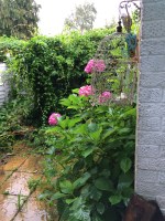 garden-2
